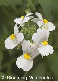 Nemesia 'Mascara White'